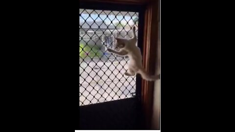 Happy Cat Is Absolutely Ecstatic When Back Door Is Open