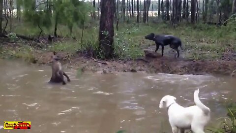 Funny video 2016 Fight Kangaroo vs Dogs