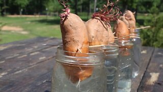 How to Get a Sweet Potato Plant so YOU CAN GROW your own | Three Minute Thursday with The Mac’s