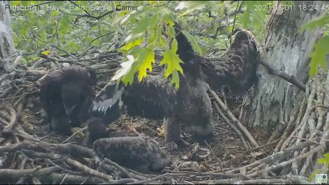 Hays Eaglet defends nest from squirrel kit 2021 05 01 18:24