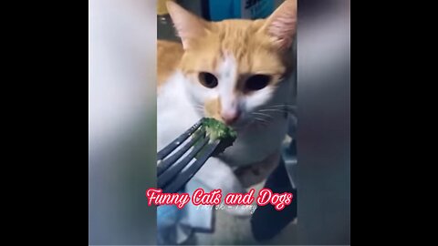 Funny Videos | Cats and Dogs | Hilarious 😂