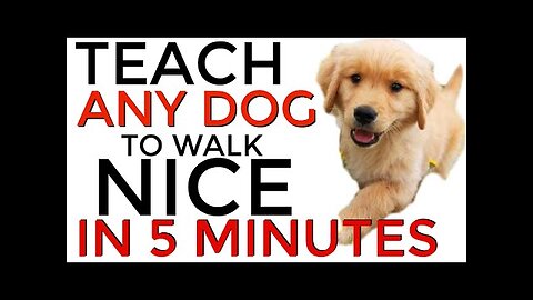 Teach ANY dog to walk nice on the leash | 5 MINUTE DOG TRAINING RESULTS!