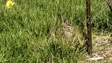 Cute Rabbit hiding in my Yard!