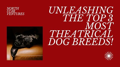 Drama Queens & Kings: The Top 3 Most Theatrical Dog Breeds Unleashed!