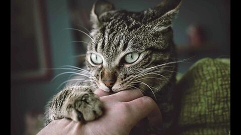 Why does my cat licks and bite me #cat #catfacts #facts #catlick #catvideos #kitten #cutecat #shorts