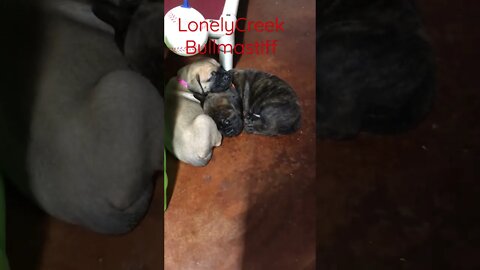 Puppies sleeping LonelyCreek bullmastiff