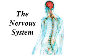 The Nervous System #nervoussystem