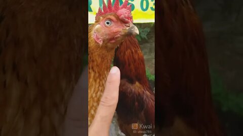 Olha ela a galinha do olho azul
