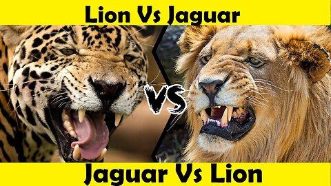 Jaguar Vs Lion Fight. Lion Attack Jaguar. (Tutorial Video )