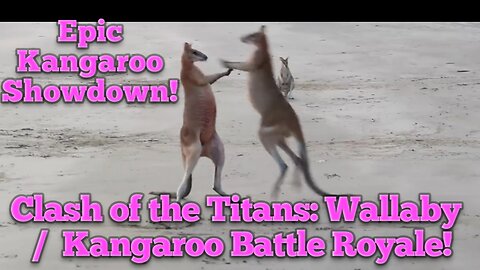 Clash of the Titans: Kangaroo / Wallaby Battle Royale!