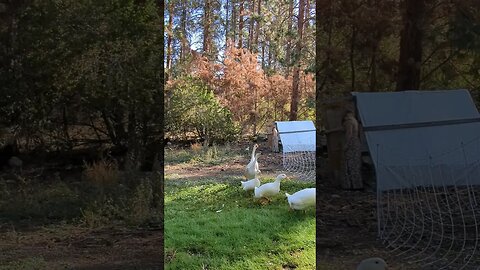 #homestead #homesteading #farmlife #ducks