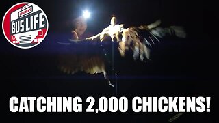 Catching 2,000 Chickens | The Bus Life