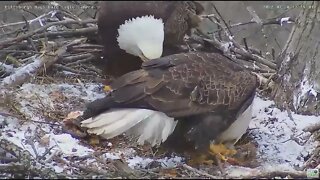 Hays Bald Eagles Mom does helicopter takeoff 2022 03 28 1319
