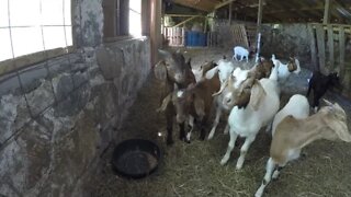 Weaning Goat Kids