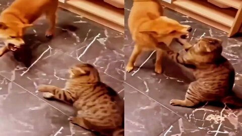 Best comedy cat and dog watch how they fight