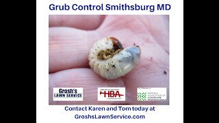 Grub Control Smithsburg MD Lawn Care Service