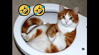 Funny Cat and Dog Videos !BEST!