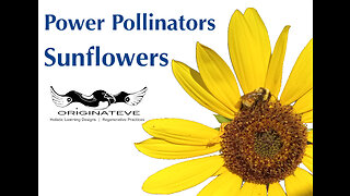 Sunflowers- Power Pollinators for attracting wild bees