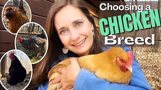 Which Chicken is Right for You? A Guide to Choosing the Best Breeds