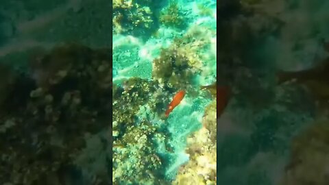 Snorkeling in California 🐟 #shorts #Beach #ocean #catalinaisland #california