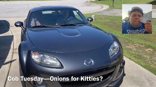 Cob Tuesday—Onions for Kitties?
