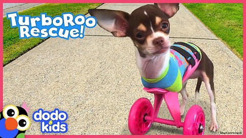 Little Dog With No Front Legs Gets The Tiniest Set of Wheels - Animal Videos For Kids - Dodo Kids