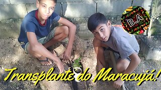 Transplantando Muda do Maracujá para o Chão! #diy #diygarden #hortaorganica