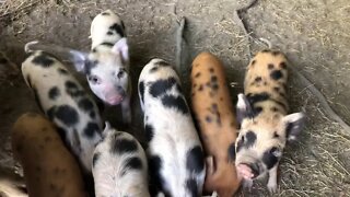 Carrot snack for the piggies