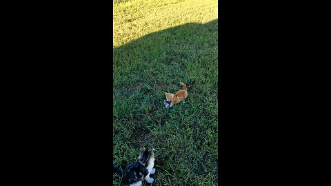 Kitten Catches a Big Mole