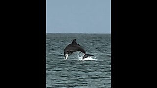 Are these Dolphins hunting or mating? Part 3 - 4K