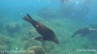 La Paz Sea Lions