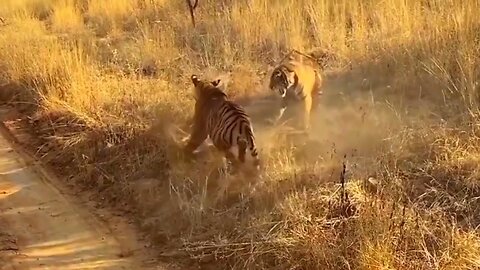 TIGERS🐅 FIGHTING EACH OTHER/ WILD ANIMALS BATTLE / MOST DANGEROUS ANIMALS