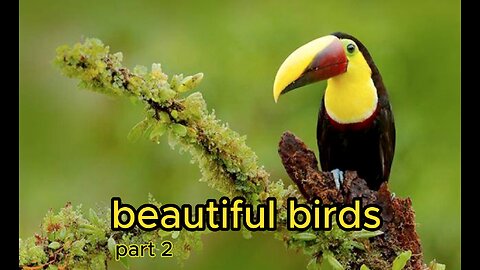 beautiful birds 4k