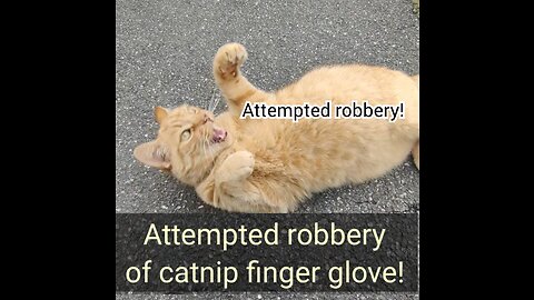 Attempted robbery of catnip finger glove!