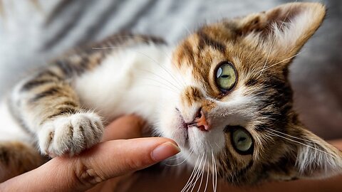 Human, My Bowl Is Empty, Cat Need Food