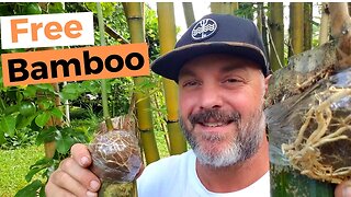 Propagate Bamboo by Air Layering: Easiest Method Ever!!!