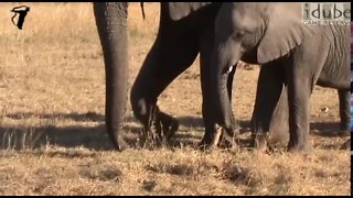 Elephants Interact With Rhino Bones