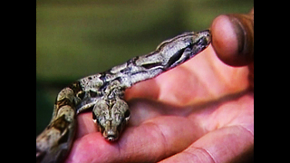 Two-Headed Boa Constrictor