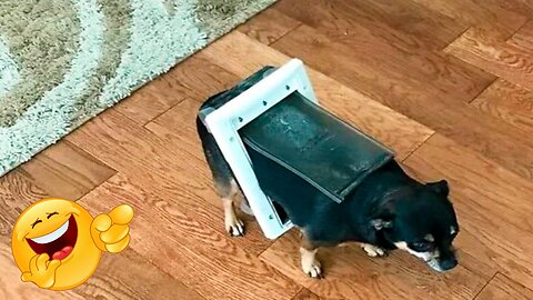 Funniest Animals - Best Compilation 2022 2023 😹 🐶Dogs and Cats, Animals, pet 🐴