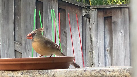 Northern Cardinal Young Female