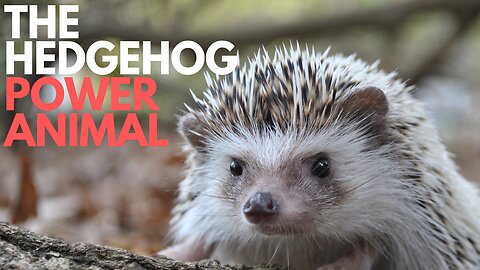 Hedgehog Power Animal