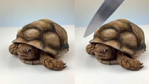 It time to Cut a Turtle