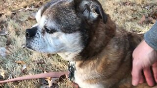 Dog With Special Abilities Taking A Rest In Grass