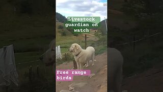 Livestock guardian on watch with free range birds