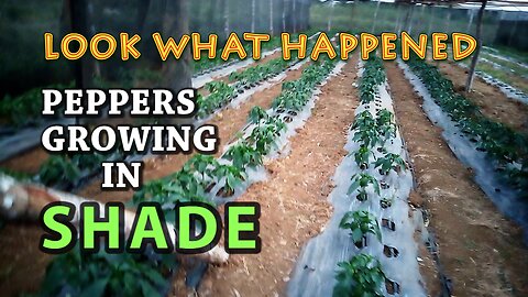 GROWING BELL PEPPERS IN SHADES