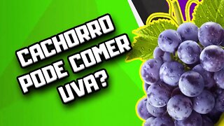 Cachorro pode comer Uva? | Dr. Edgard Gomes | Alimentação natural para Cães