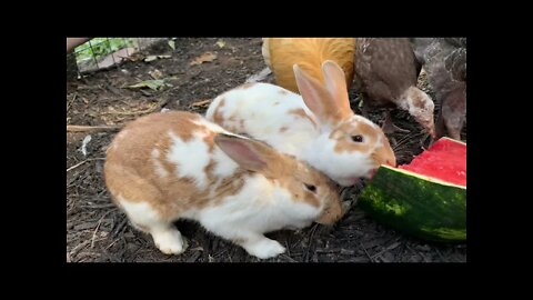 Bunnies and Turkeys Eating a Watermelon