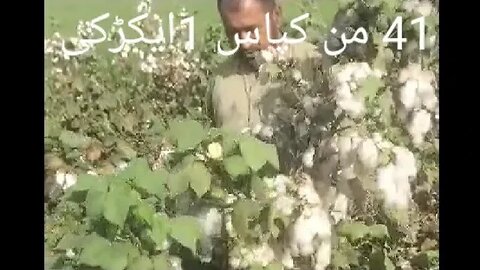 cotton fields, good quality cotton, Cotton price today, kpas ka rate, کپاس کی قیمتوں