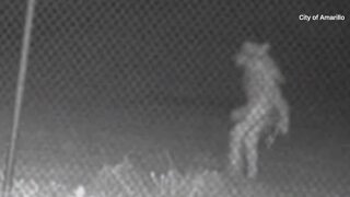 Check This Out: Bizarre figure caught on Amarillo, Texas, Zoo's security camera