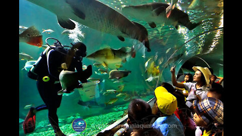 Chaing Mai Thailand Aquarium Part 2